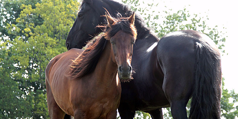 Balade à cheval