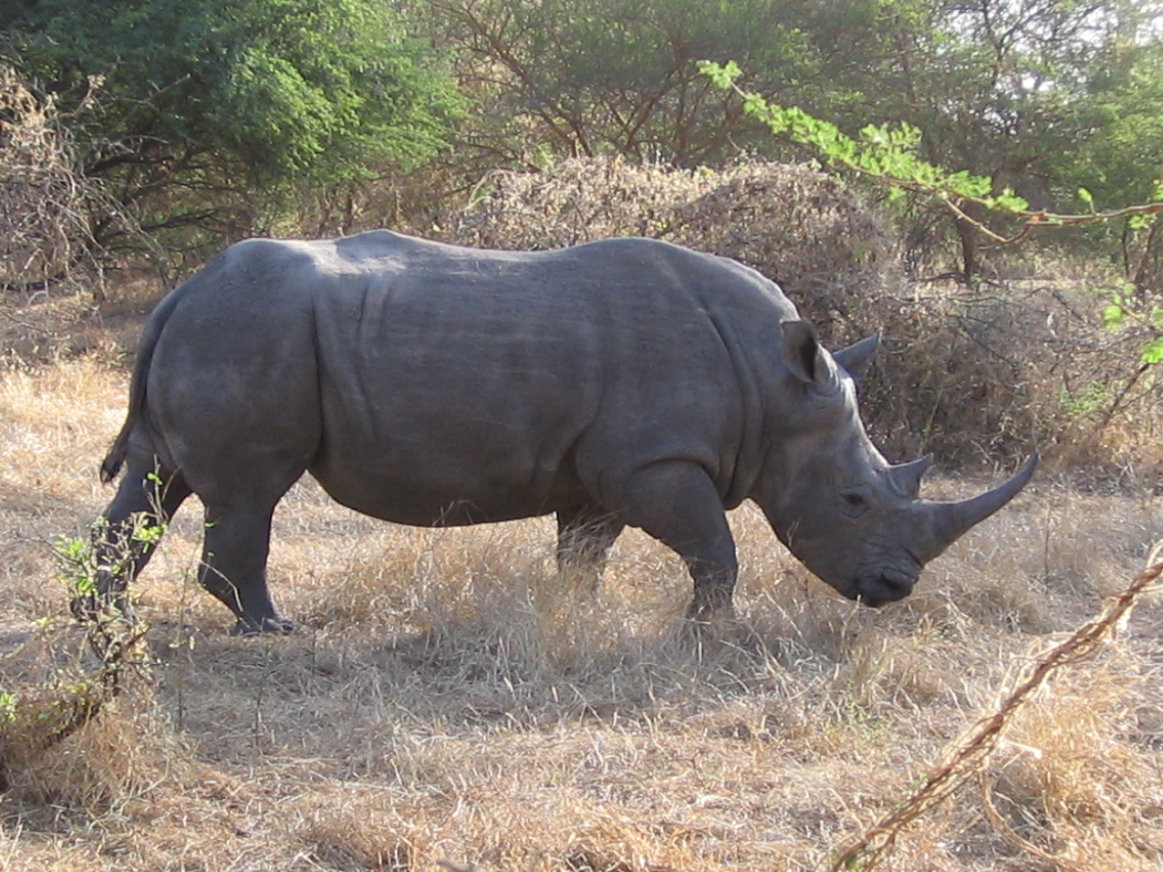 Safari Sénégal